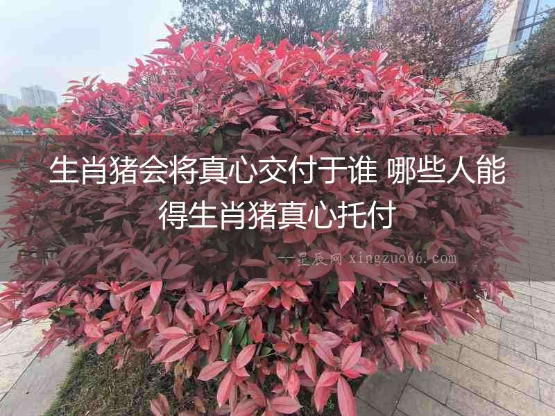 生肖豬會將真心交付于誰 哪些人能得生肖豬真心托付