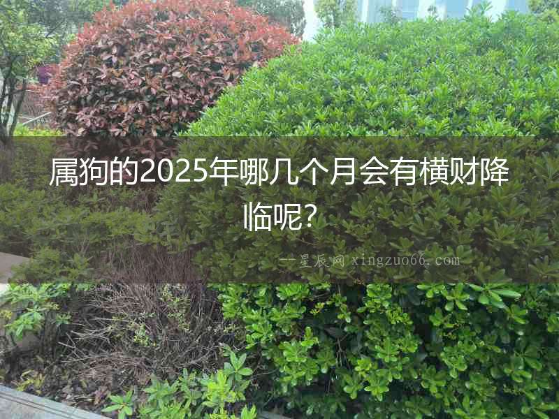 屬狗的2025年哪幾個月會有橫財降臨呢？