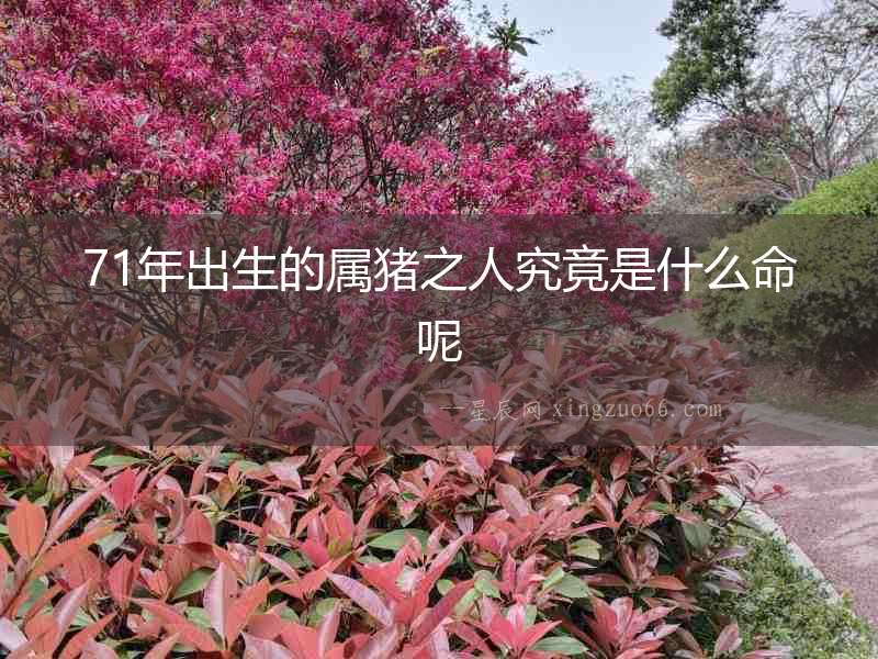 71年出生的屬豬之人究竟是什么命呢