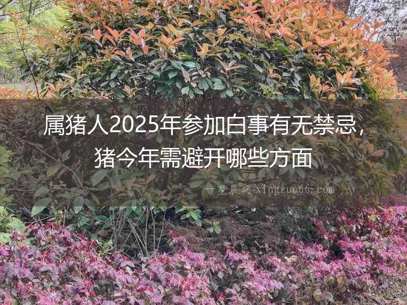 屬豬人2025年參加白事有無禁忌，豬今年需避開哪些方面
